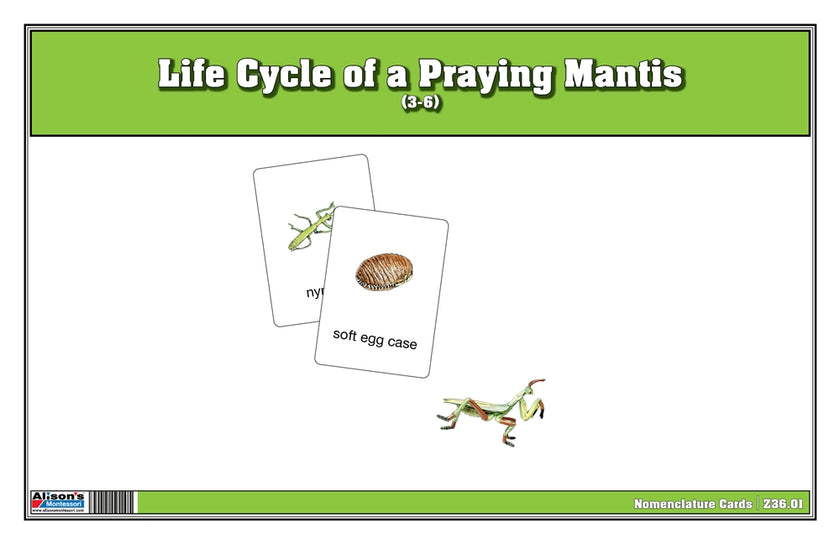 Life Cycle of a Praying Mantis Nomenclature Cards (Printed)