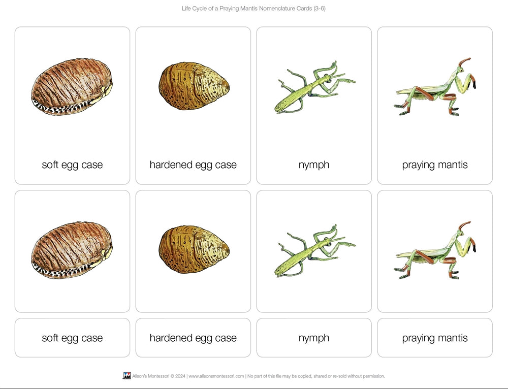 Life Cycle of a Praying Mantis Nomenclature Cards (Printed)