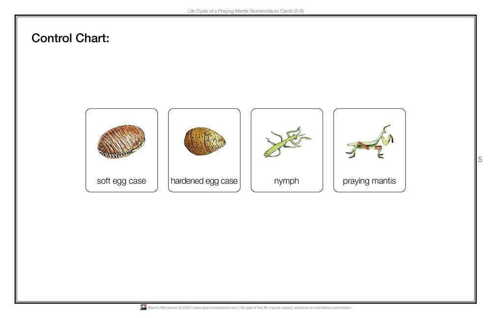 Life Cycle of a Praying Mantis Nomenclature Cards (Printed)