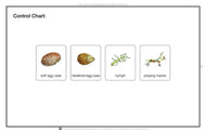 Life Cycle of a Praying Mantis Nomenclature Cards (Printed)