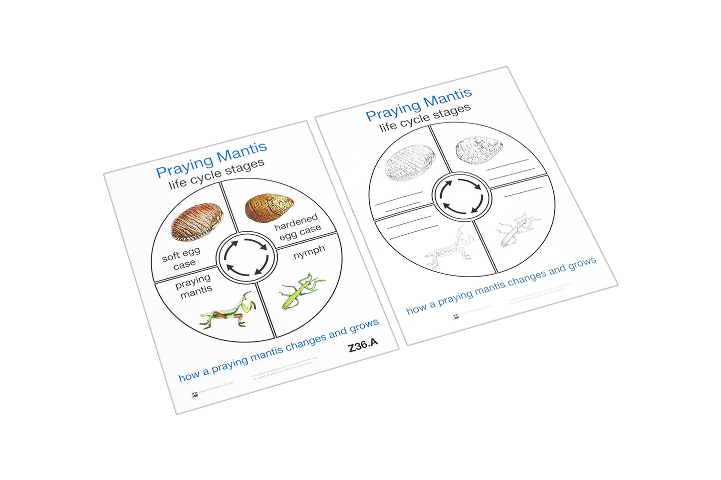 Life Cycle of a Praying Mantis Cards