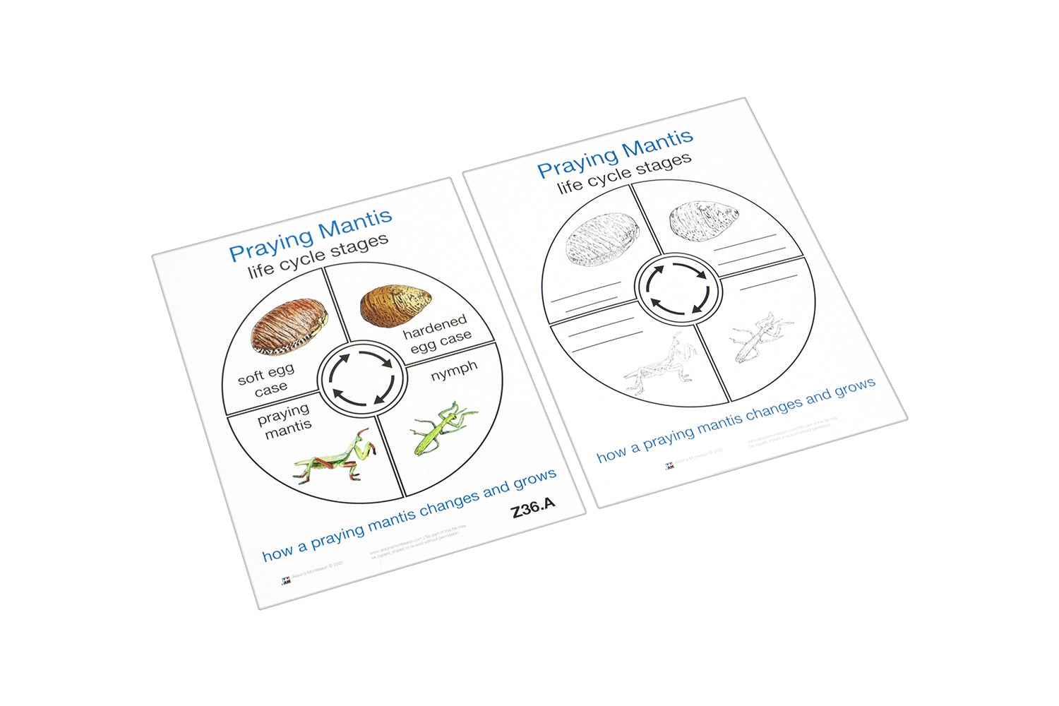 Life Cycle of a Praying Mantis Cards