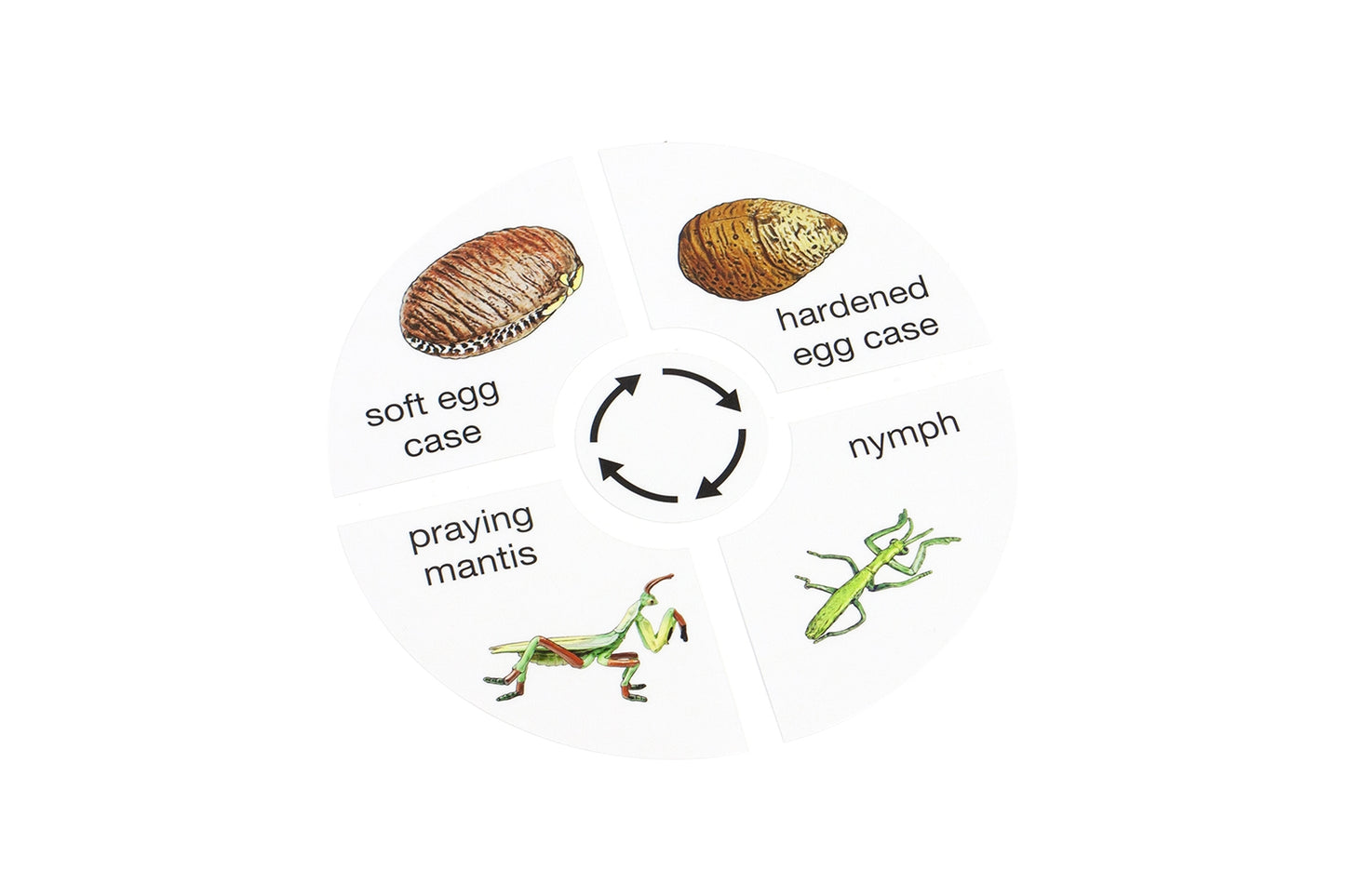 Life Cycle of a Praying Mantis Cards