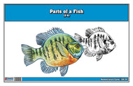 Parts of a Fish Nomenclature Cards (3-6)