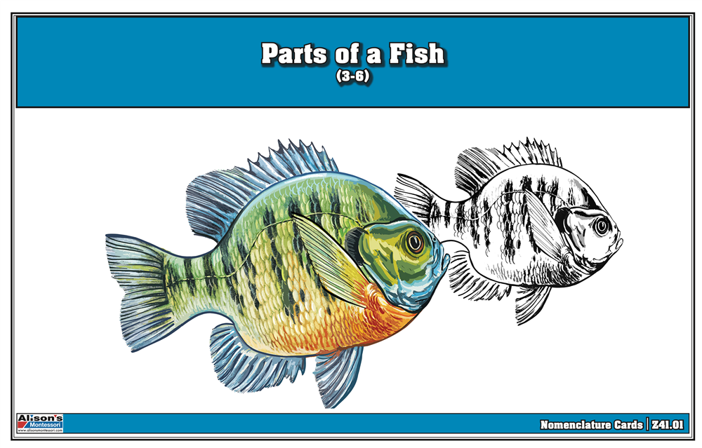 Parts of a Fish Puzzle with Nomenclature Cards (3-6)