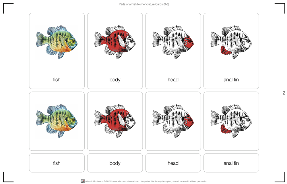 Parts of a Fish Puzzle with Nomenclature Cards (3-6)