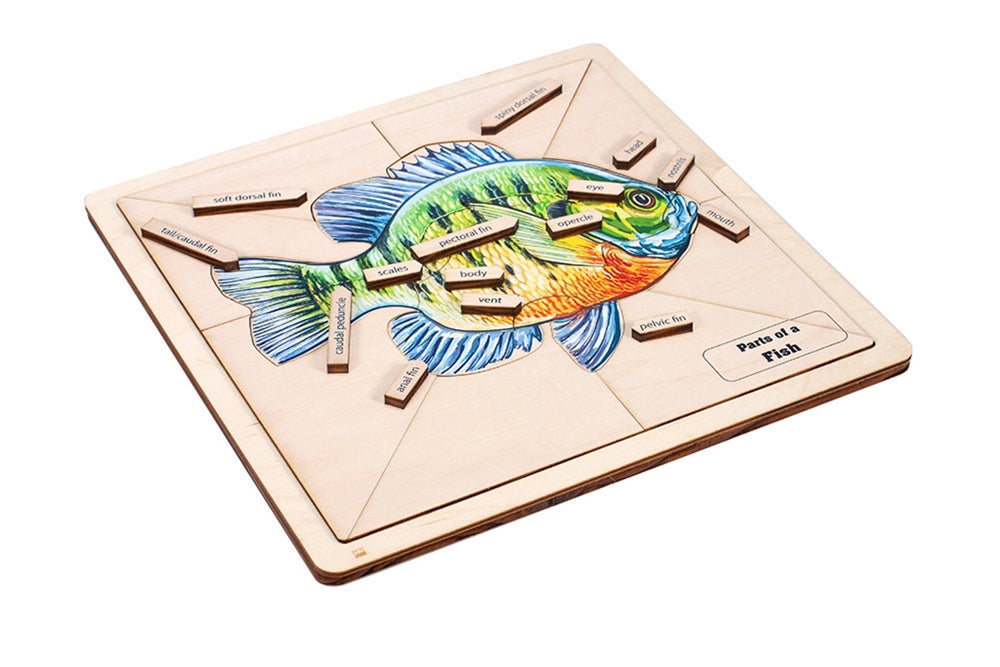 Parts of a Fish Puzzle with Nomenclature Cards (6-9)