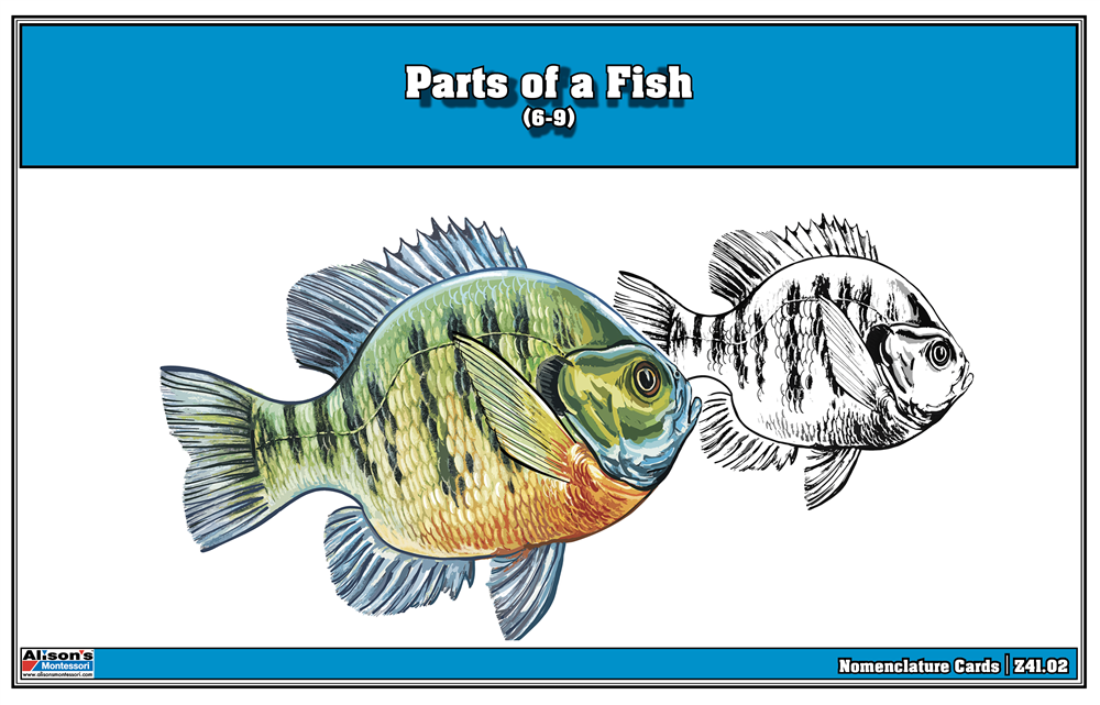 Parts of a Fish Puzzle with Nomenclature Cards (6-9)