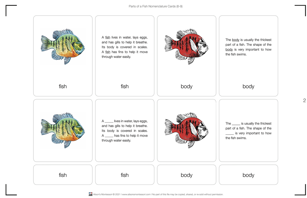 Parts of a Fish Puzzle with Nomenclature Cards (6-9)