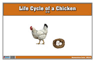 Life Cycle of a Chicken - Nomenclature Cards (Printed)