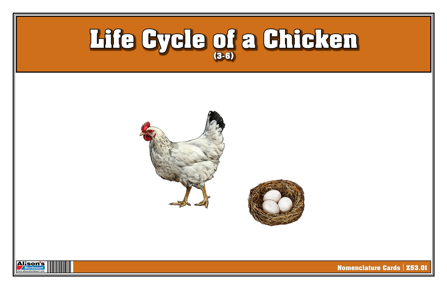 Life Cycle of a Chicken - Nomenclature Cards (Printed)