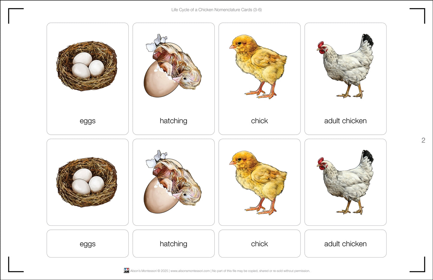 Life Cycle of a Chicken - Nomenclature Cards (Printed)