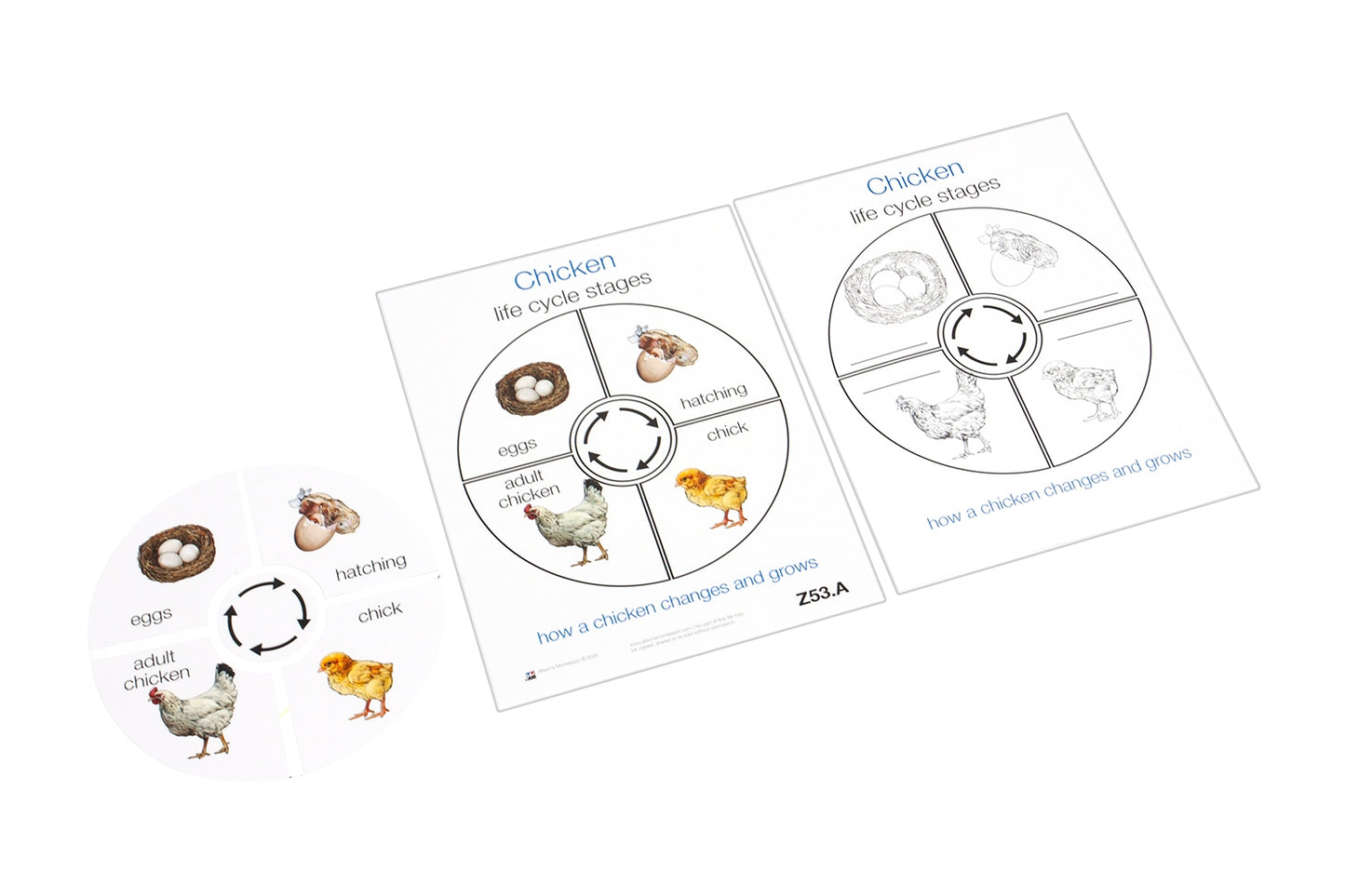 Life Cycle of a Chicken (Printed)