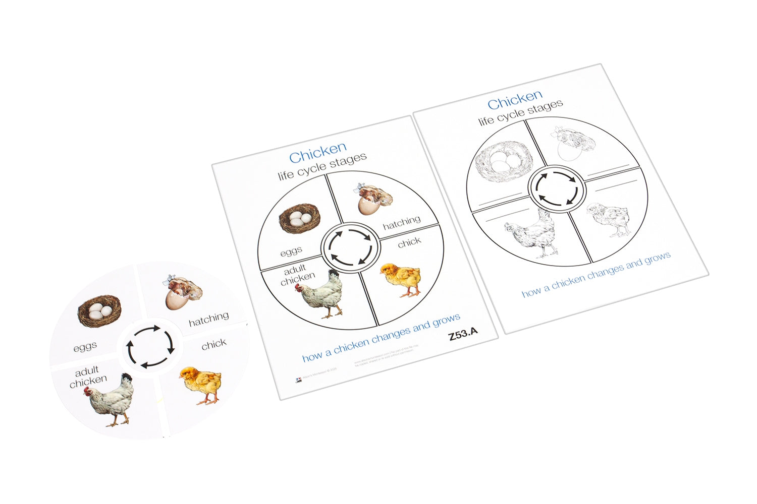 Life Cycle of a Chicken (Printed)