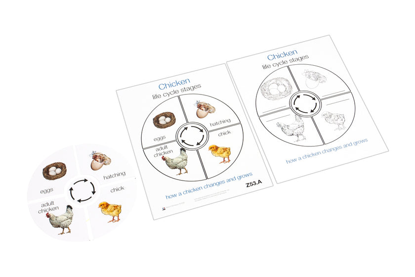 Life Cycle of a Chicken (Printed)