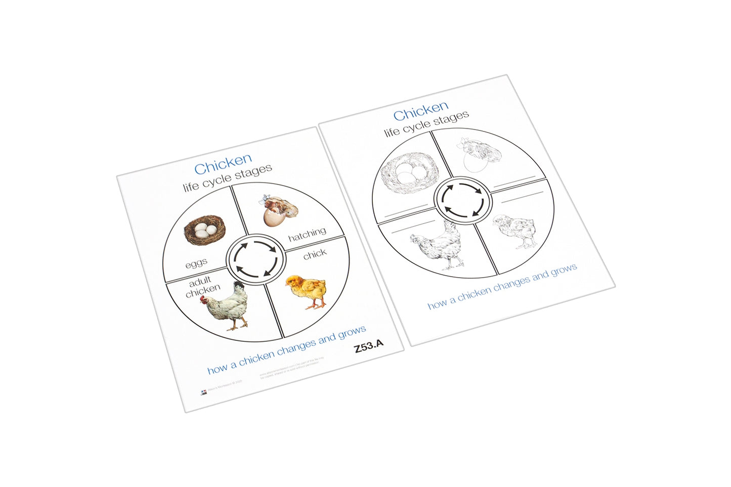 Life Cycle of a Chicken (Printed)