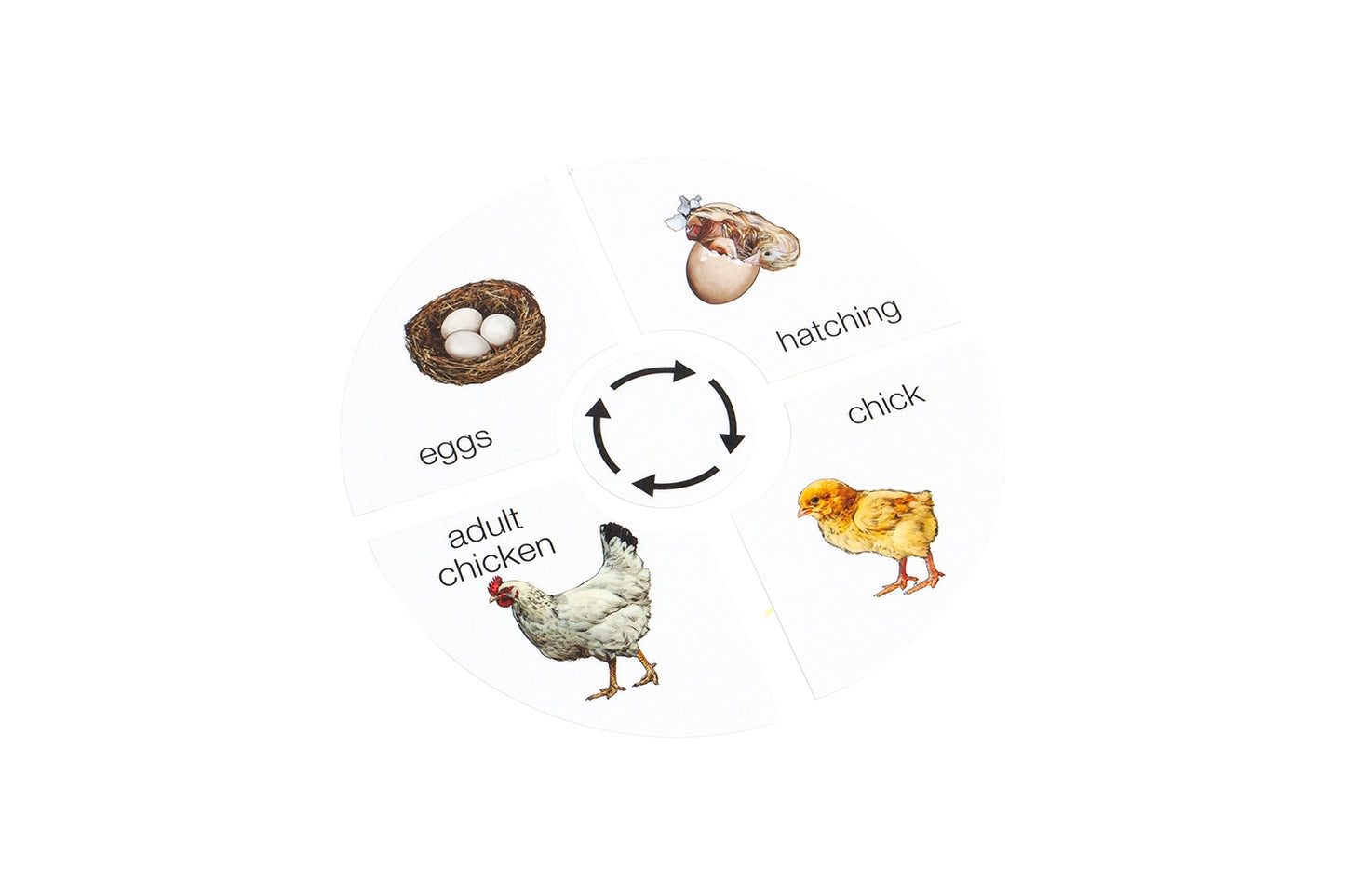 Life Cycle of a Chicken (Printed)
