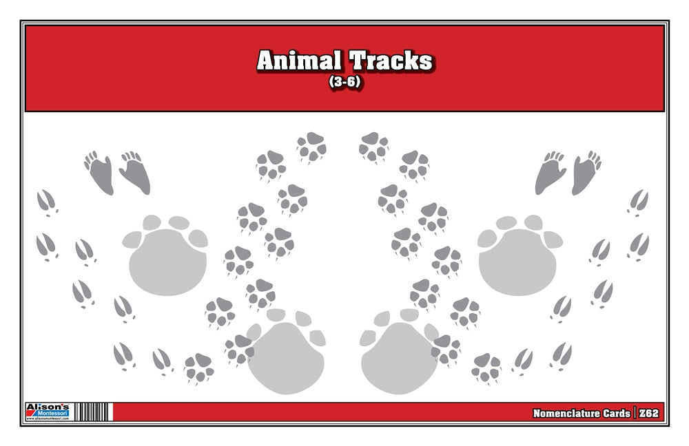 Animal Track Nomenclature Cards (Printed)