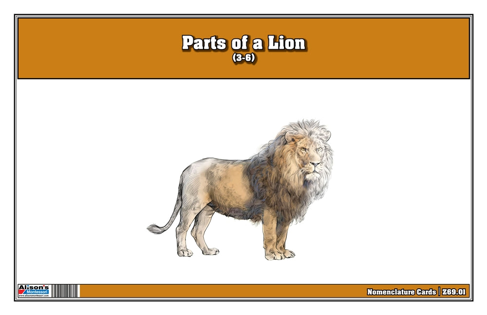 Parts of a Lion Three Part Cards (Printed)