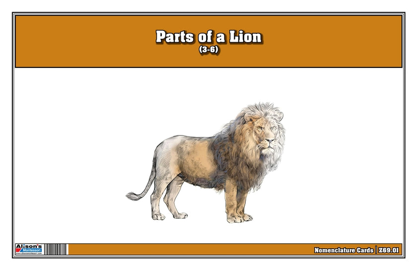Parts of a Lion Three Part Cards (Printed)