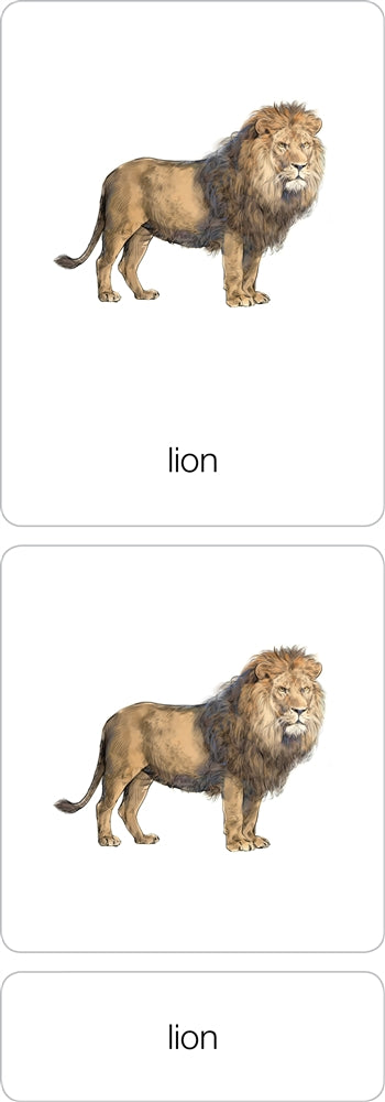 Parts of a Lion Three Part Cards (Printed)