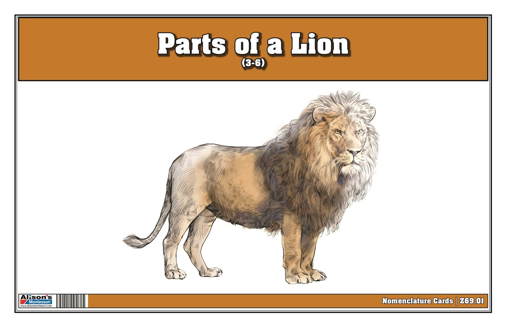Parts of a Lion Puzzle with Nomenclature Cards (3-6) (Printed)