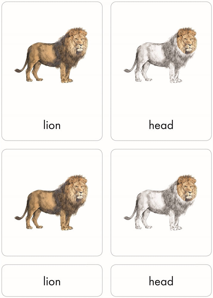 Parts of a Lion Puzzle with Nomenclature Cards (3-6) (Printed)