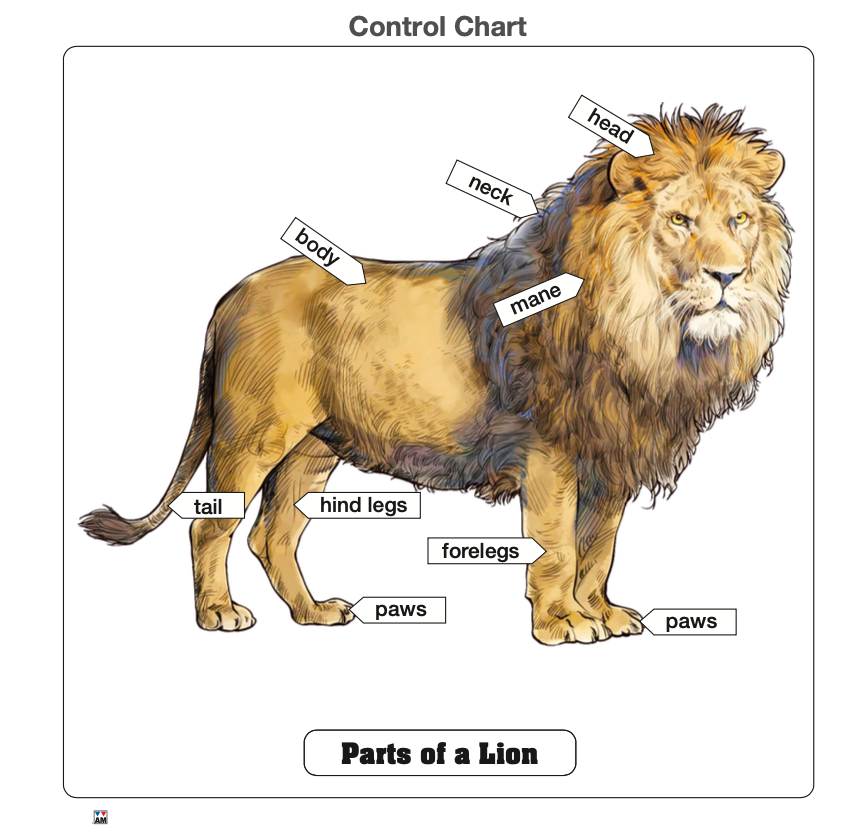 Parts of a Lion Puzzle
