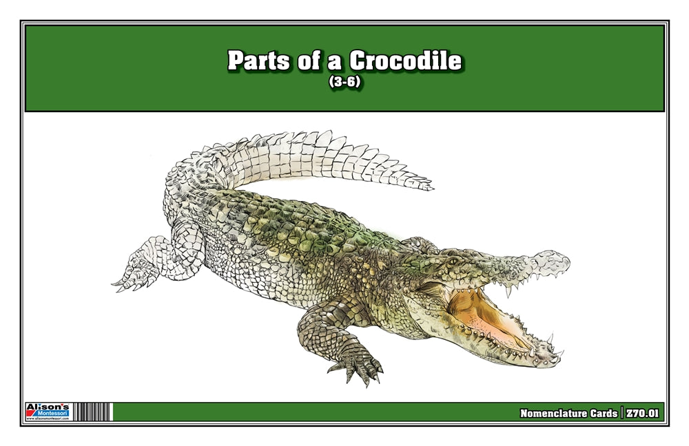 Parts of a Crocodile Three Part Cards (Printed)