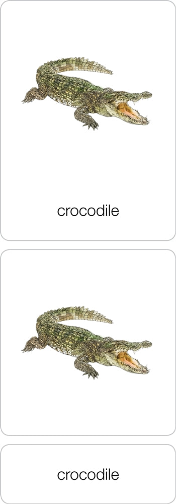 Parts of a Crocodile Three Part Cards (Printed)