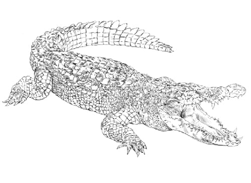 Parts of a Crocodile Three Part Cards (Printed)