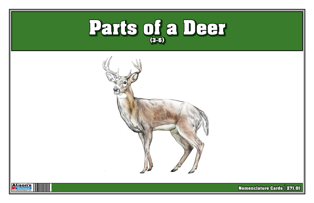 Parts of a Deer (Printed)