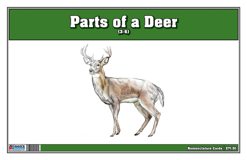 Parts of a Deer (Printed)