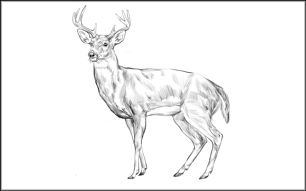 Parts of a Deer (Printed)