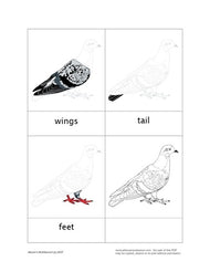 Parts of a Pigeon