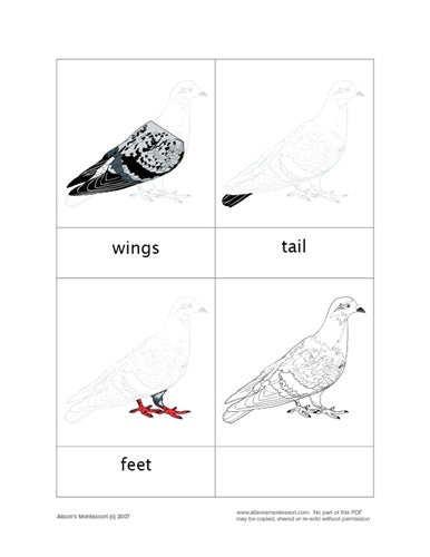 Parts of a Pigeon
