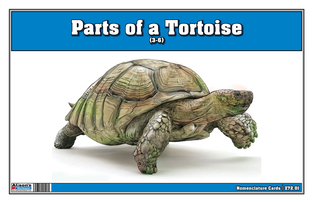 Parts of a Tortoise (Printed)