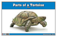 Parts of a Tortoise (Printed)