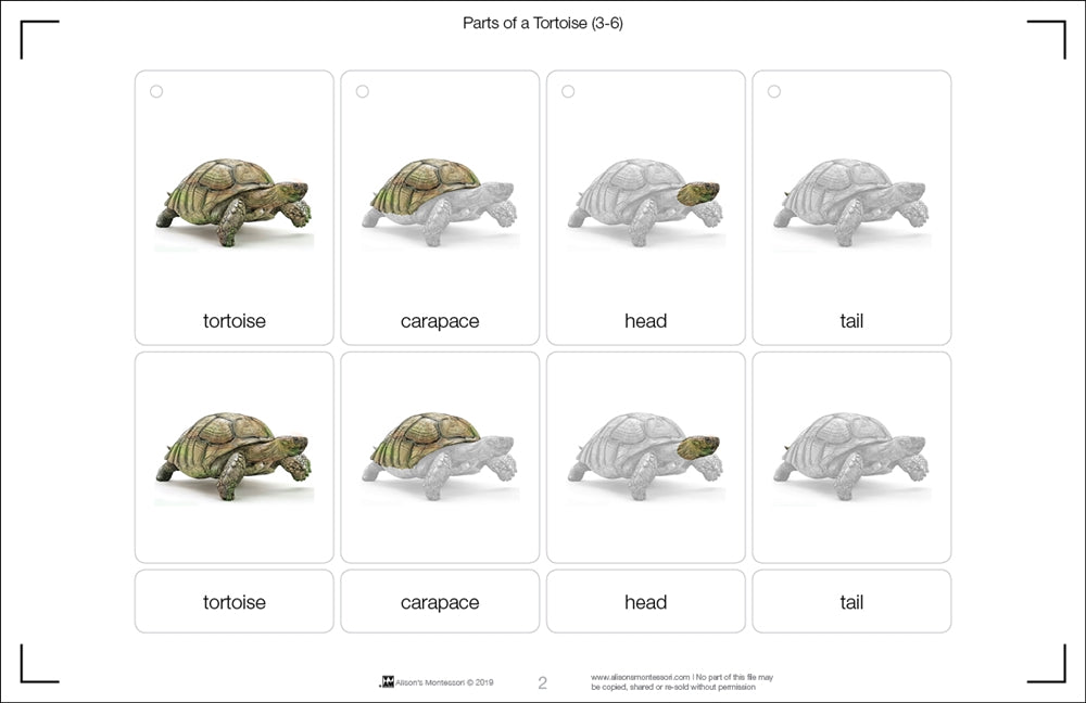 Parts of a Tortoise (Printed)