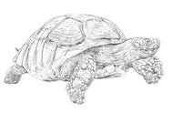 Parts of a Tortoise (Printed)