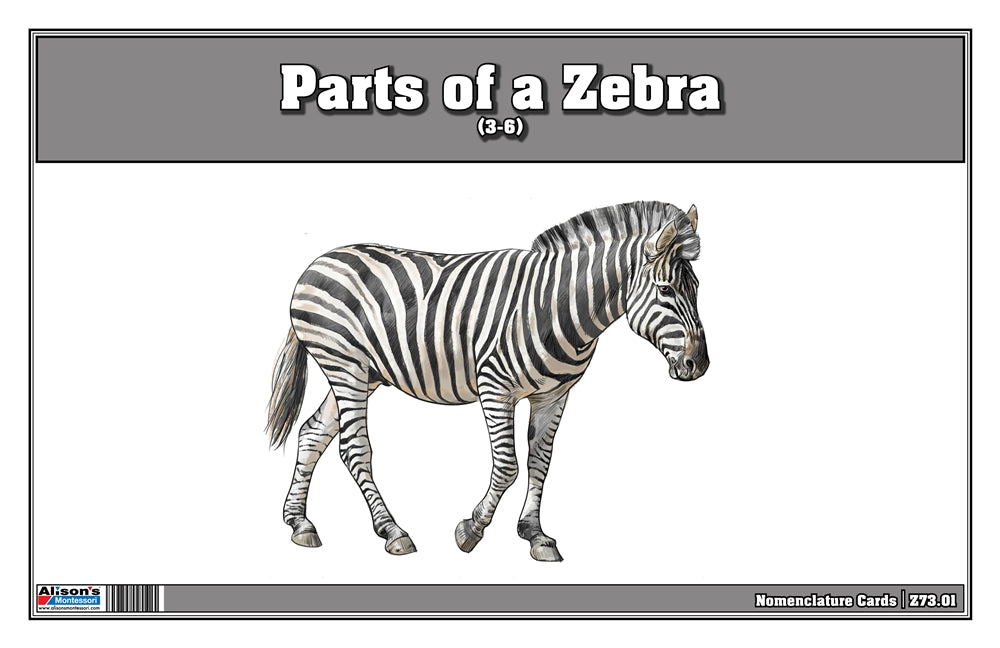 Parts of a Zebra Three Part Cards (Printed)