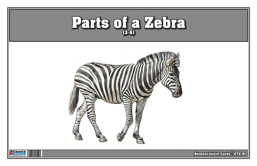 Parts of a Zebra Three Part Cards (Printed)