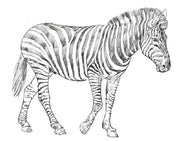Parts of a Zebra Three Part Cards (Printed)