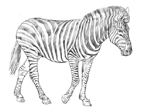 Parts of a Zebra Three Part Cards (Printed)