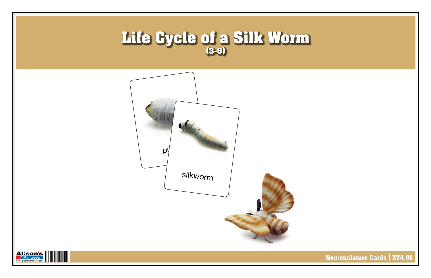 Life Cycle of a Silk Worm Nomenclature Cards (Printed)