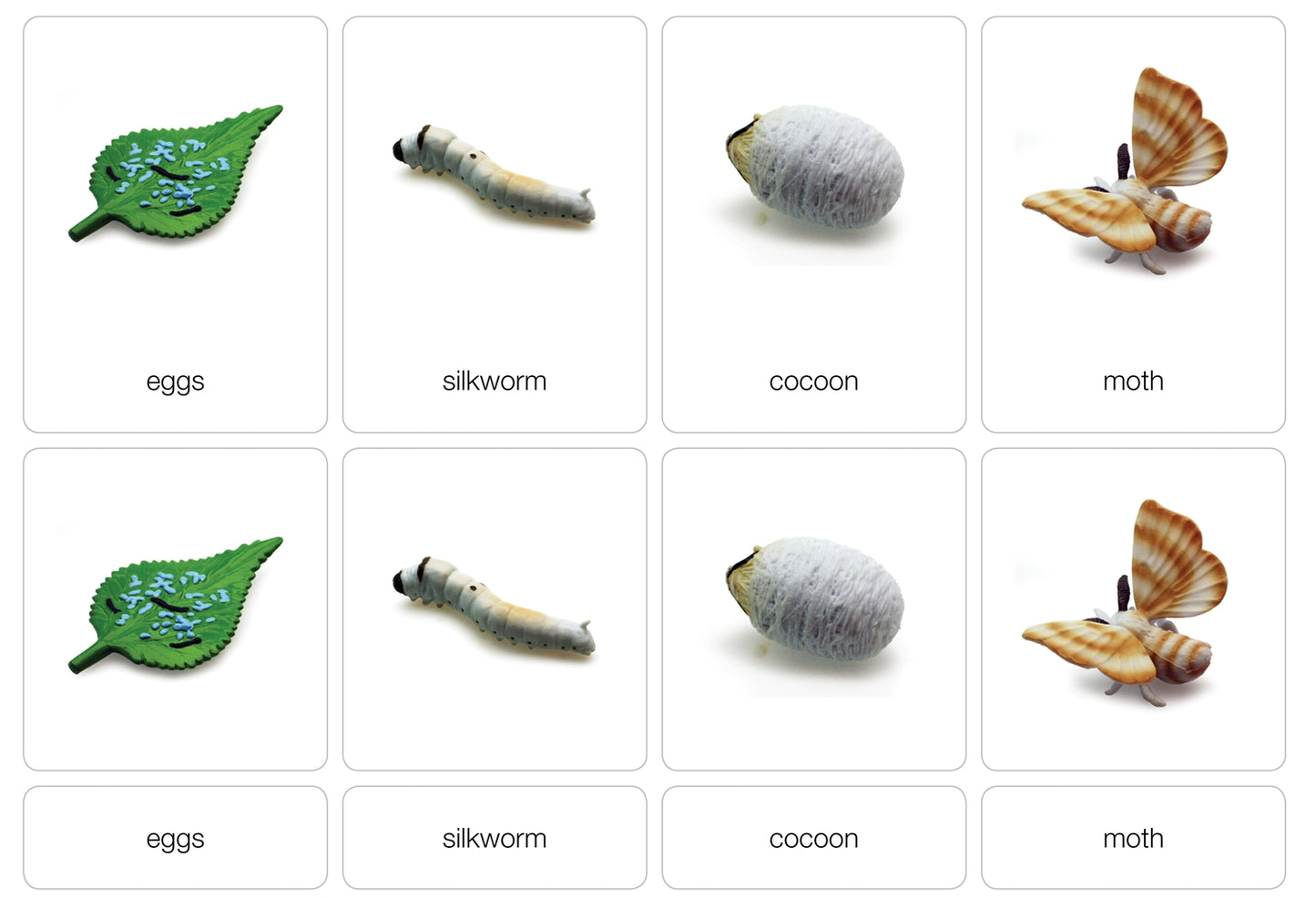 Life Cycle of a Silk Worm Nomenclature Cards (Printed)