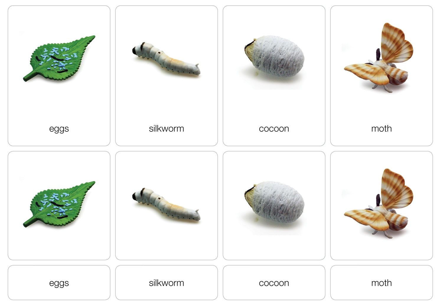 Life Cycle of a Silk Worm Nomenclature Cards (Printed)