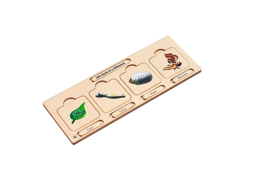 Life Cycle Puzzle: Silkworm