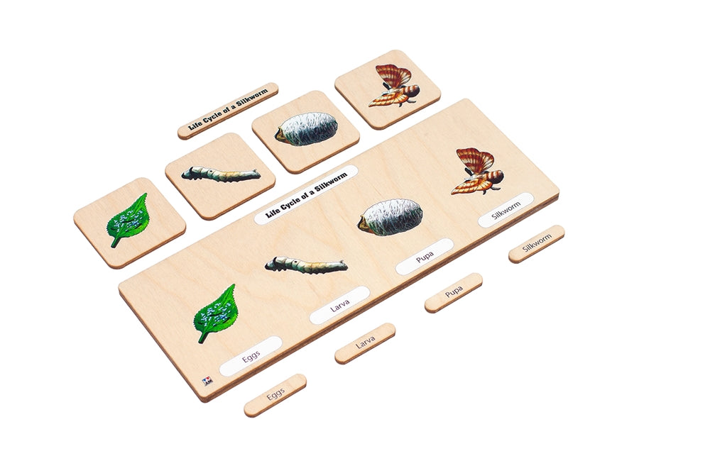 Life Cycle Puzzle: Silkworm