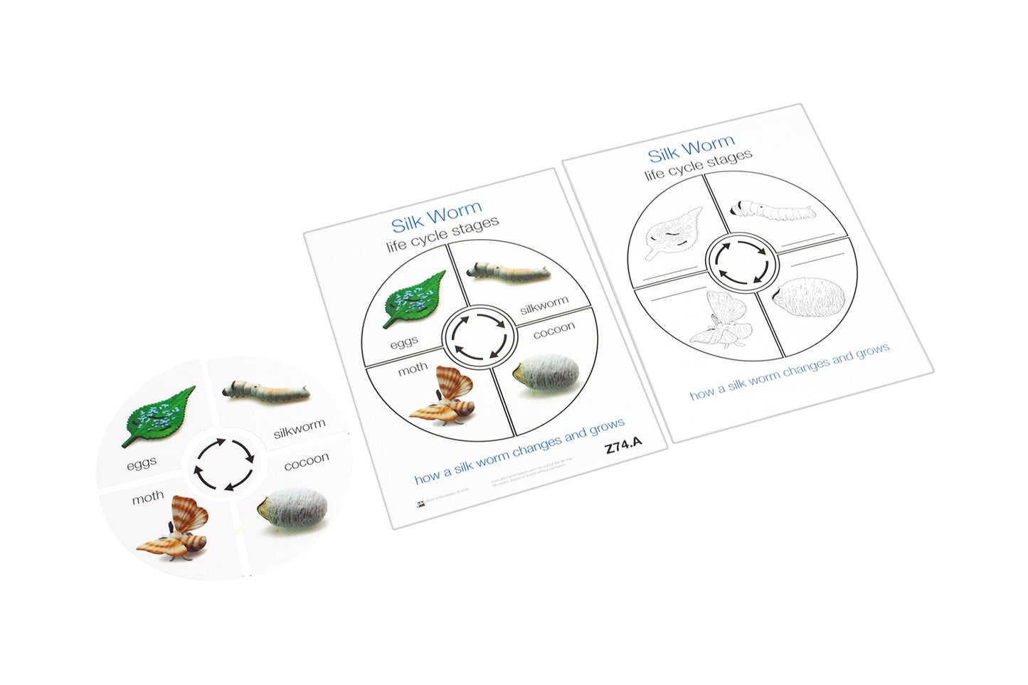 Life Cycle of a Silk Worm Cards (Printed)